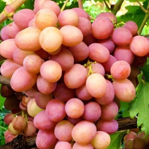 Саженцы Виноград Бианка