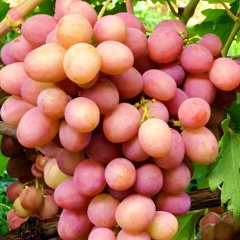 Саженцы Виноград Бианка