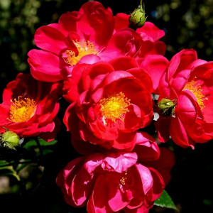 Саженцы Роза плетистая Генри Келси