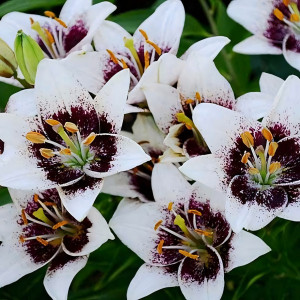  Лилия азиатская White Pixel (Вайт Пиксель)