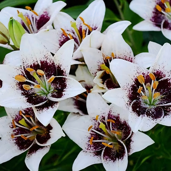 Луковицы  Лилия азиатская White Pixel (Вайт Пиксель) (3шт.)