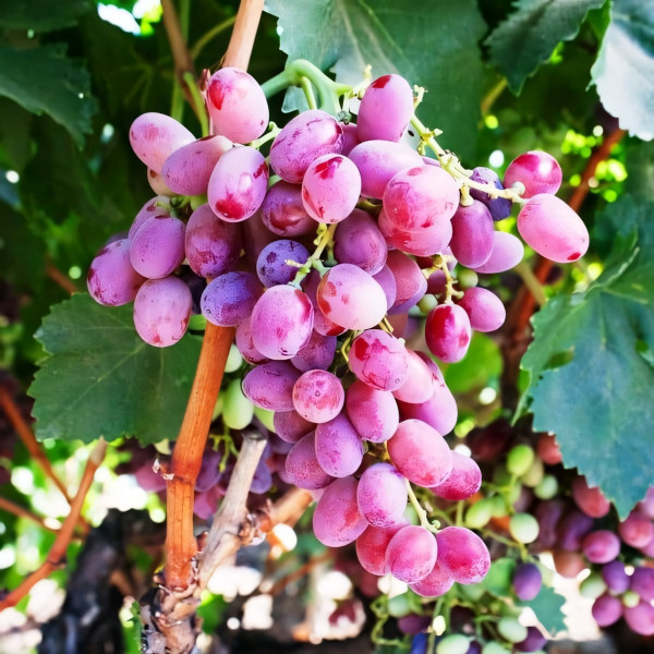 Саженцы Виноград Кинг Руби