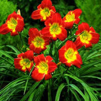 Саженцы Лилейник Christmas Is (Кристмас Из)