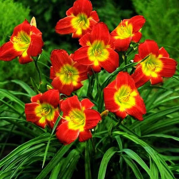 Саженцы Лилейник Christmas Is (Кристмас Из)