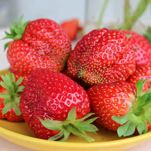 Клубника ремонтантная (крупноплодная) Королева Елизавета 5 шт. в упаковке