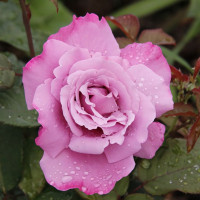 Саженцы Роза чайно-гибридная Аметист