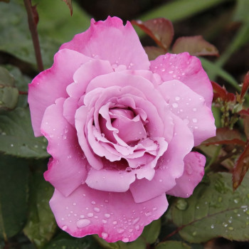 Саженцы Роза чайно-гибридная Аметист