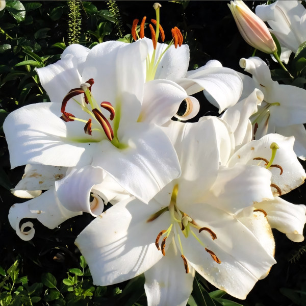 Луковицы Саженцы Лилия ОТ гибрид Zambesi (Замбези) (3шт.)