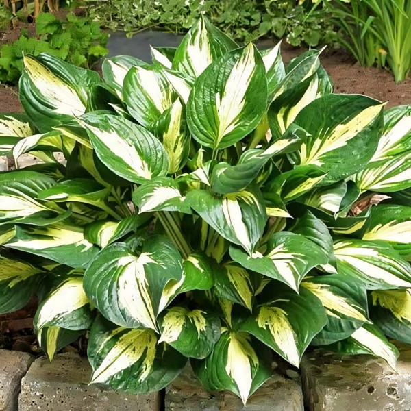 Саженцы Хоста Revolution (Революшн) М