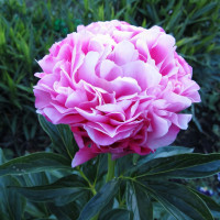 Саженцы Пион Joker (Джокер)