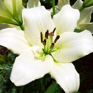  Лилия ЛА гибрид Ercolano (Эрколано)