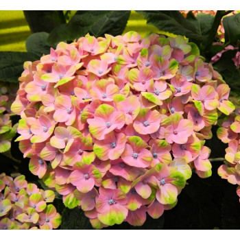 Гортензия крупнолистная Magical Opal Xian