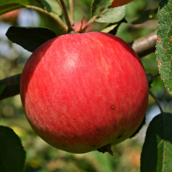 Саженцы Яблоня Галмак