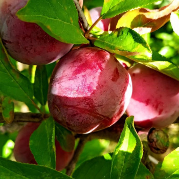 Саженцы Слива Санта Роза