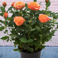 Саженцы Роза спрей Импала Кордана