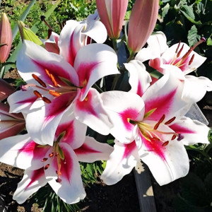  Лилия ОТ гибрид Gaucho (Гаучо)