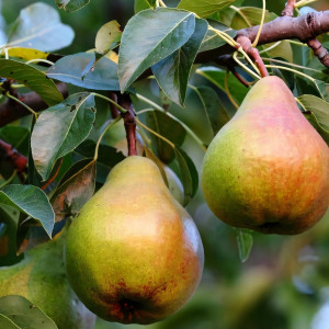 Саженцы Груша Бере Жиффар