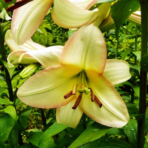  Лилия ОТ гибрид Boogie Voogie (Буги Вуги)