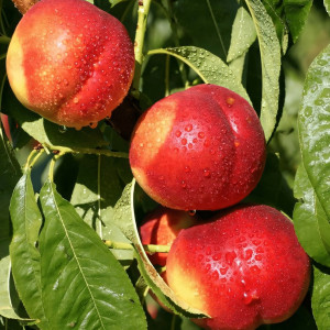 Саженцы Нектарин Старк Делишес