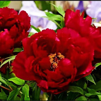 Саженцы Пион Красный Гигант