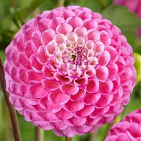 Саженцы Георгина помпонная Zippity Do Da (Зиппити До Да)