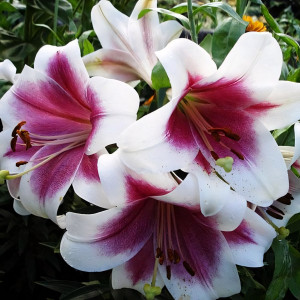  Лилия LOO гибрид Triumphator (Триумфатор)