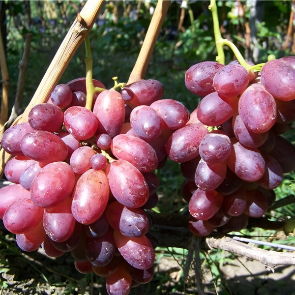 Саженцы Виноград Шахиня Ирана