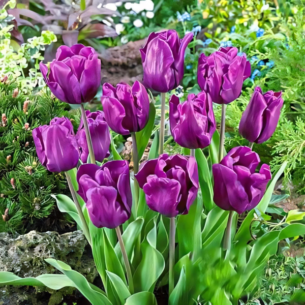 Луковицы Тюльпан Триумф Пурпл Рэйн (в упаковке - 3шт.)