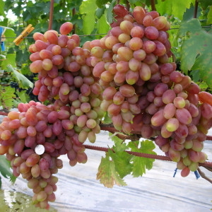 Саженцы Виноград Виктор
