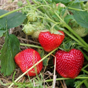 Клубника Гигантелла  (упаковка 5 шт.)