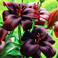 Луковицы  Лилия ЛА гибрид Royal Kiss (Роял Кисс) (3шт.)