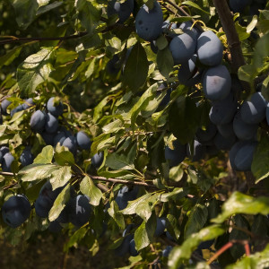 Саженцы Слива Стенли