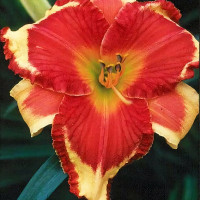 Саженцы Лилейник Ledgewoods Firecracker (Ледвудс Фарекракер)