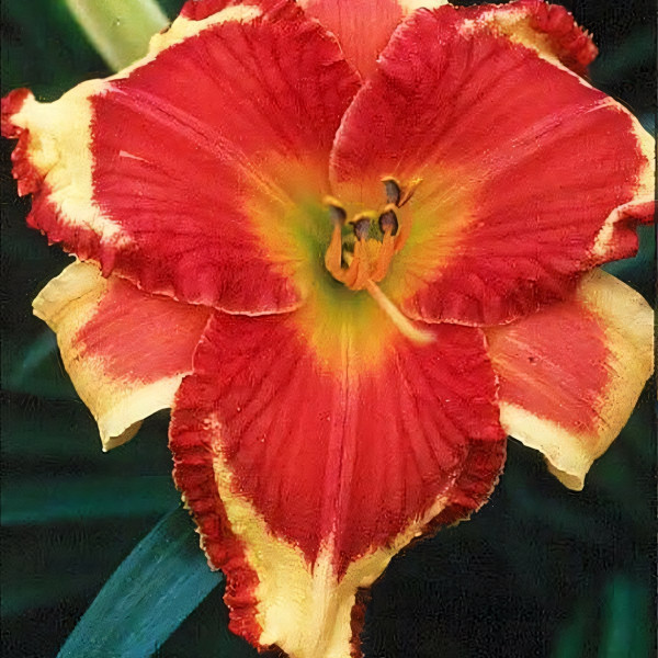 Саженцы Лилейник Ledgewoods Firecracker (Ледвудс Фарекракер)