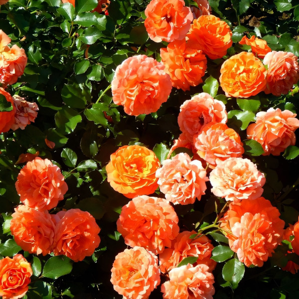 Саженцы Роза плетистая Алоха