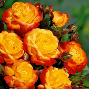 Саженцы Роза флорибунда Румба