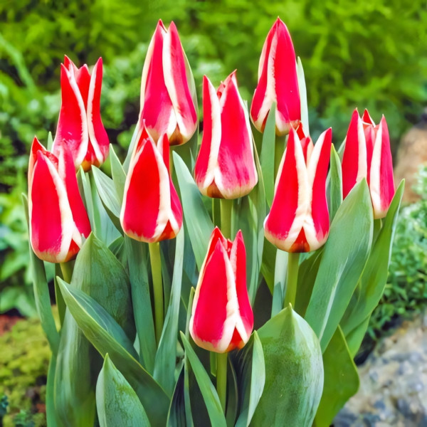 Луковицы Тюльпан Грейга Пиноккио (в упаковке - 3шт.)