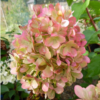 Гортензия метельчатая Graffiti (Граффити)