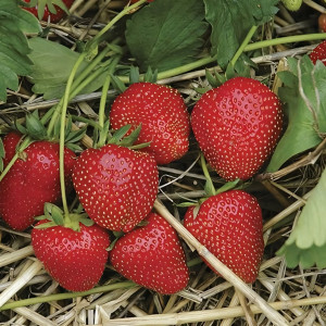 Клубника  Кристина  (упаковка 5 шт.)