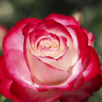 Саженцы Роза флорибунда Юбилей Принца Монако