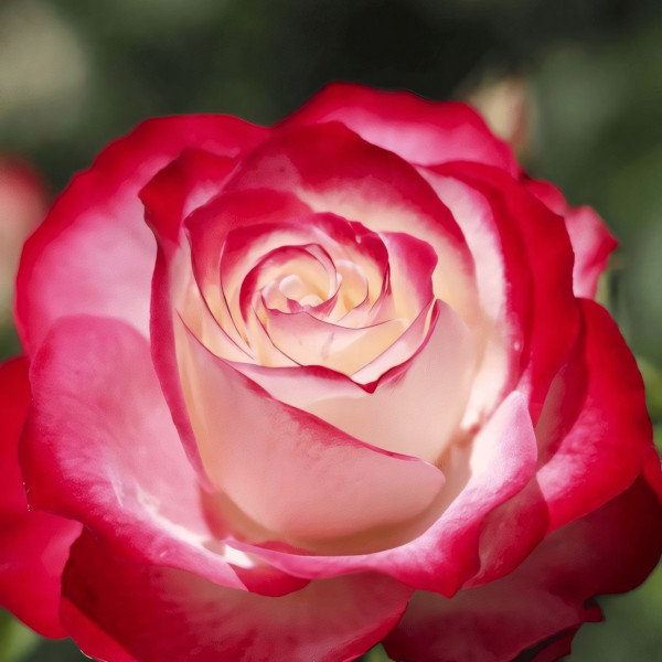 Саженцы Роза флорибунда Юбилей Принца Монако