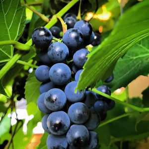 Саженцы Виноград Изабелла