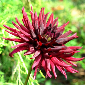 Саженцы Георгина Black Narcissus