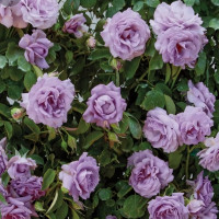 Саженцы Роза плетистая Индиголетта