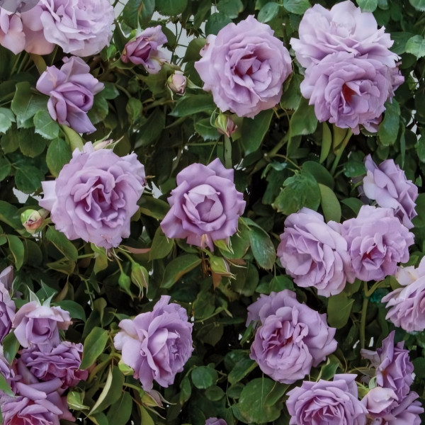 Саженцы Роза плетистая Индиголетта