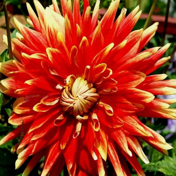 Саженцы Георгина Autumn Sunbust