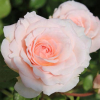 Саженцы Роза парковая Бременские Музыканты