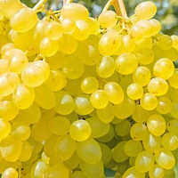 Саженцы Виноград кишмиш Сверхранний