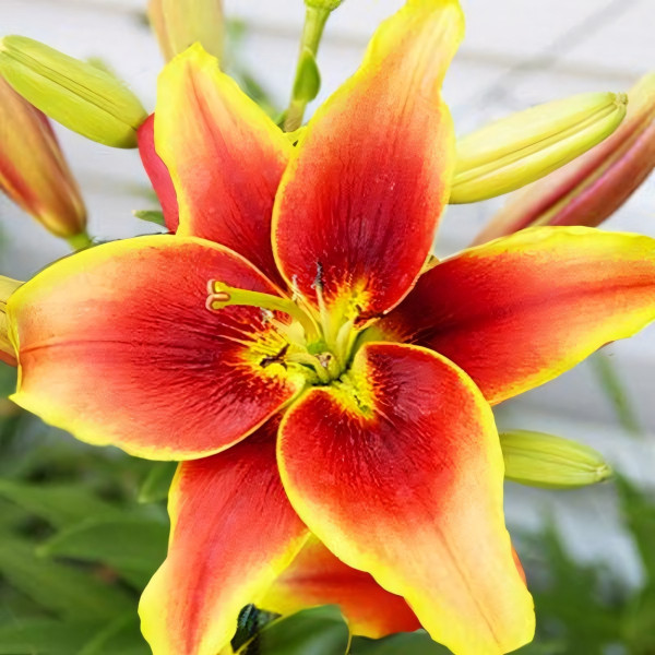 Луковицы  Лилия АОА гибрид Avalon Sunset (Авалон Сансет) (3шт.)