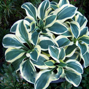 Саженцы Хоста Lucky Mouse (Лаки Маус) S